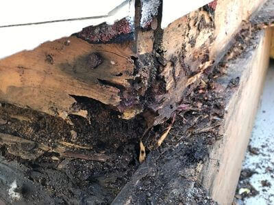 Professional mold removal fountain hills services in Fountain Hills